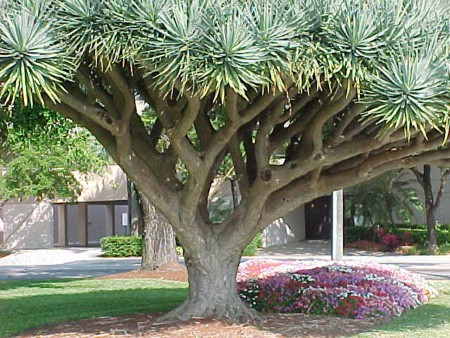 Dracaena draco
